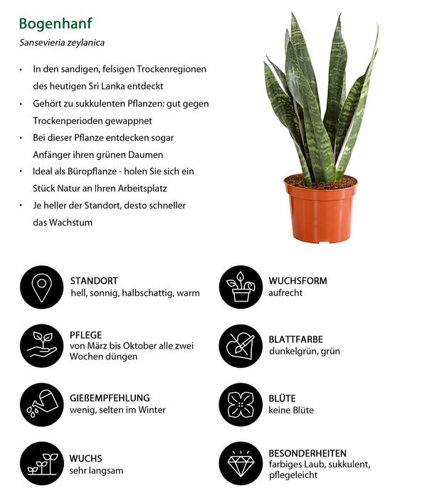 Zimmerpflanzen-Set I Will Survive, 3-teilig