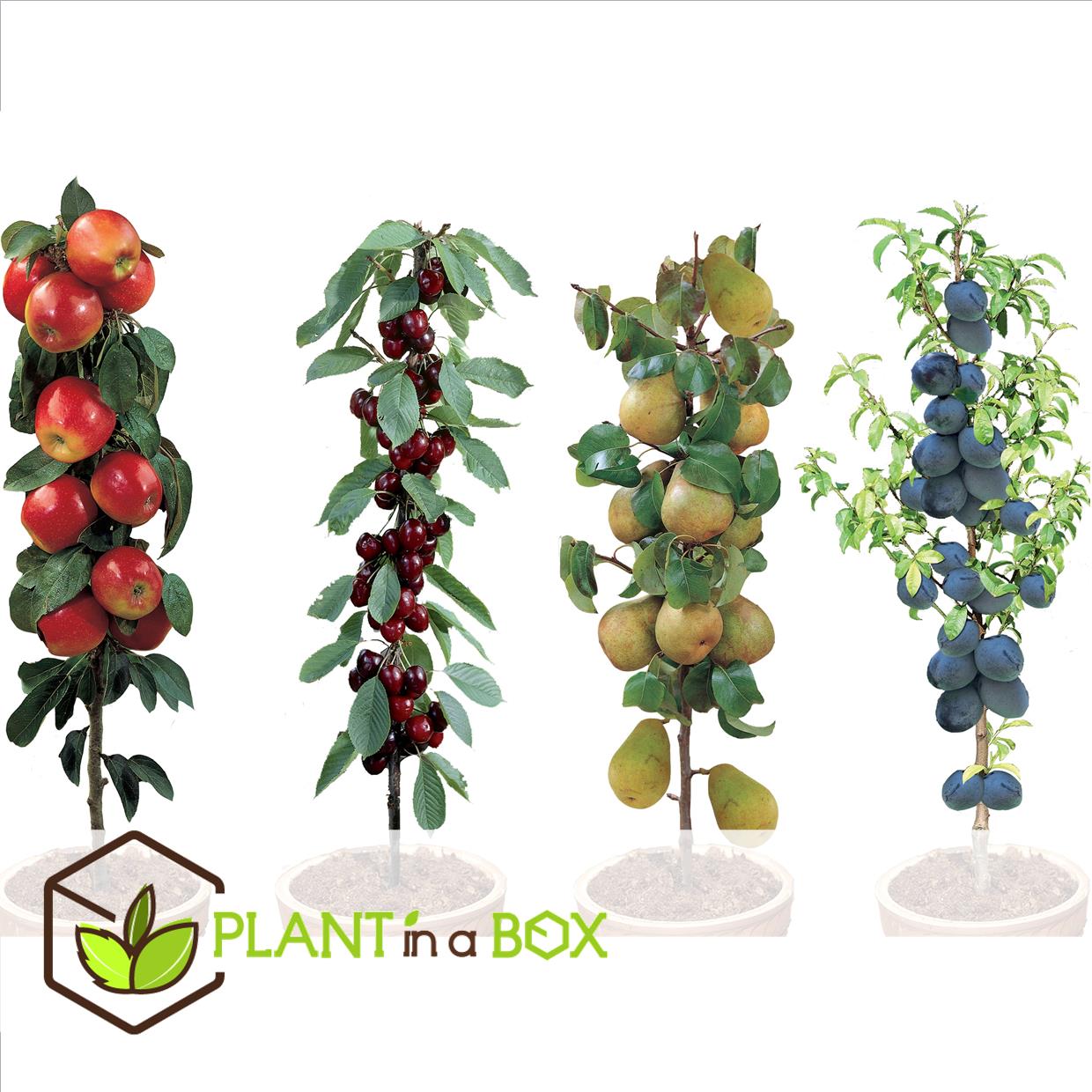 Arbres fruitiers - mélange de 4 - prunus,pyrus,malus - pot 9cm - hauteur 60-70cm