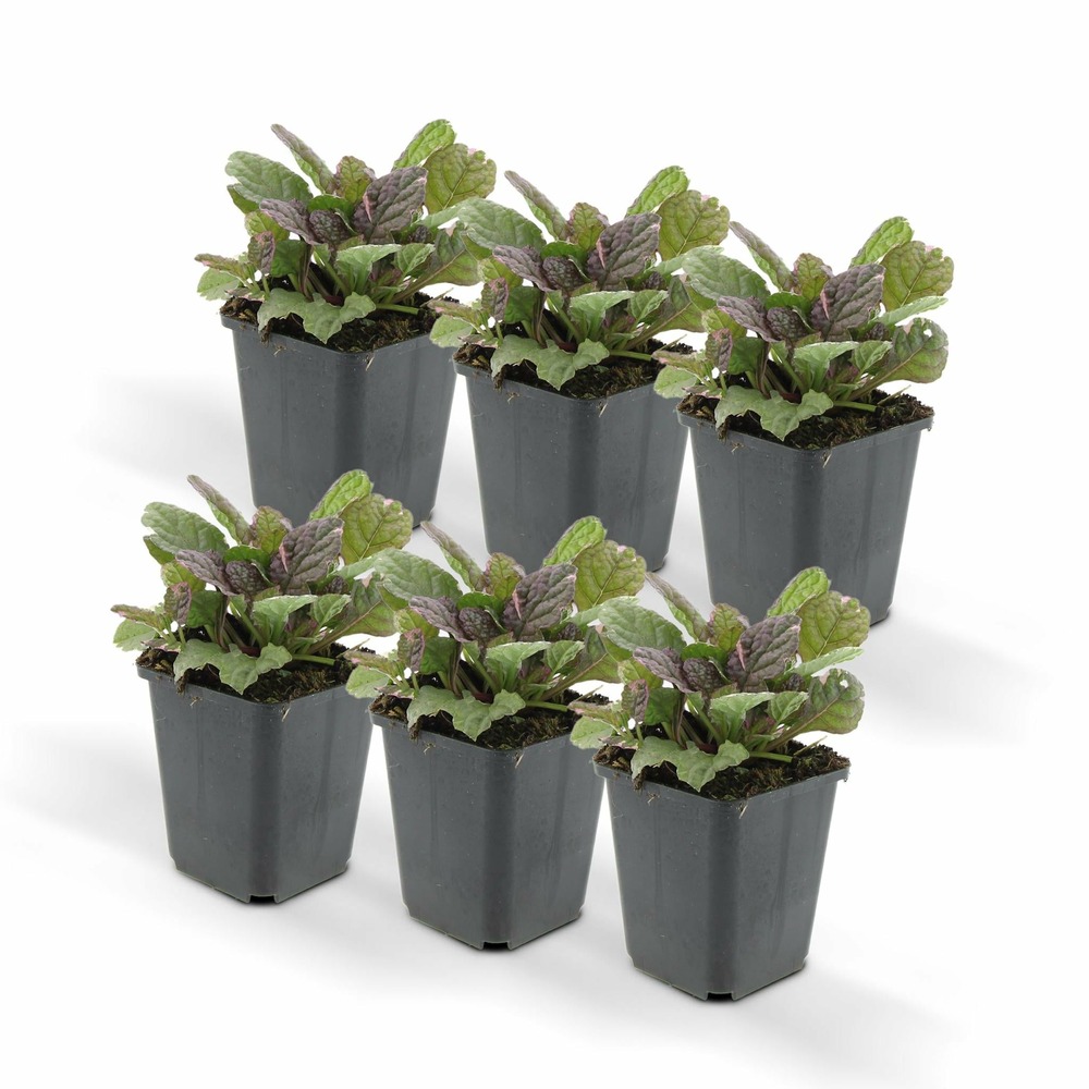 Ajuga reptans 'burgundy glow' - lot de 6