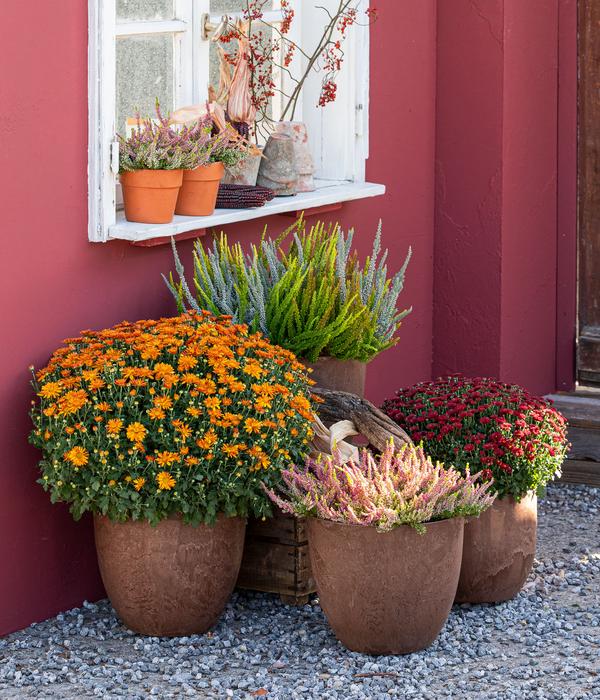Herbst-Chrysantheme