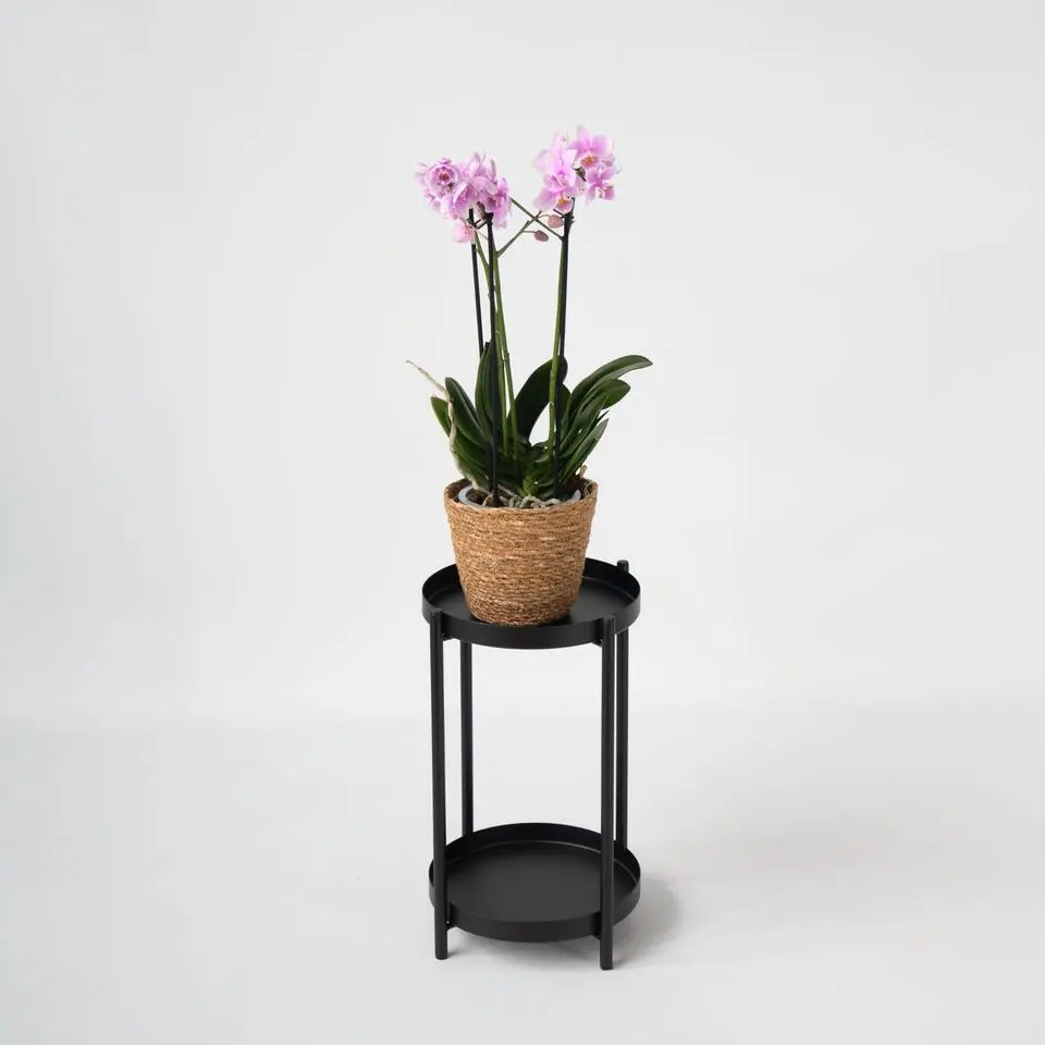 Vlinderorchidee - Phalaenopsis Multiflora met mand - Hoogte 35-45cm - ⌀12cm