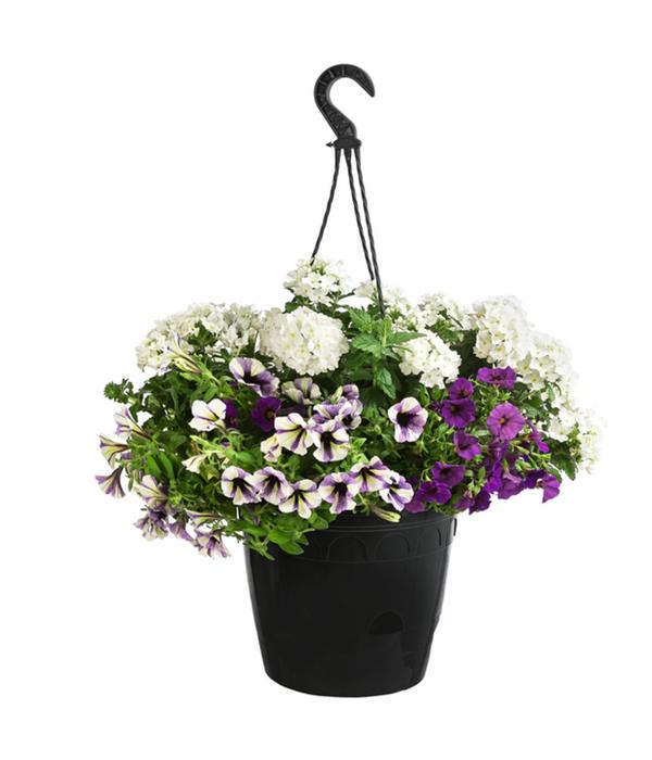 Blumenampel, verschiedene Sorten