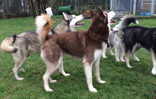 Schlittenhunde-Workshop in Goch als Geschenk