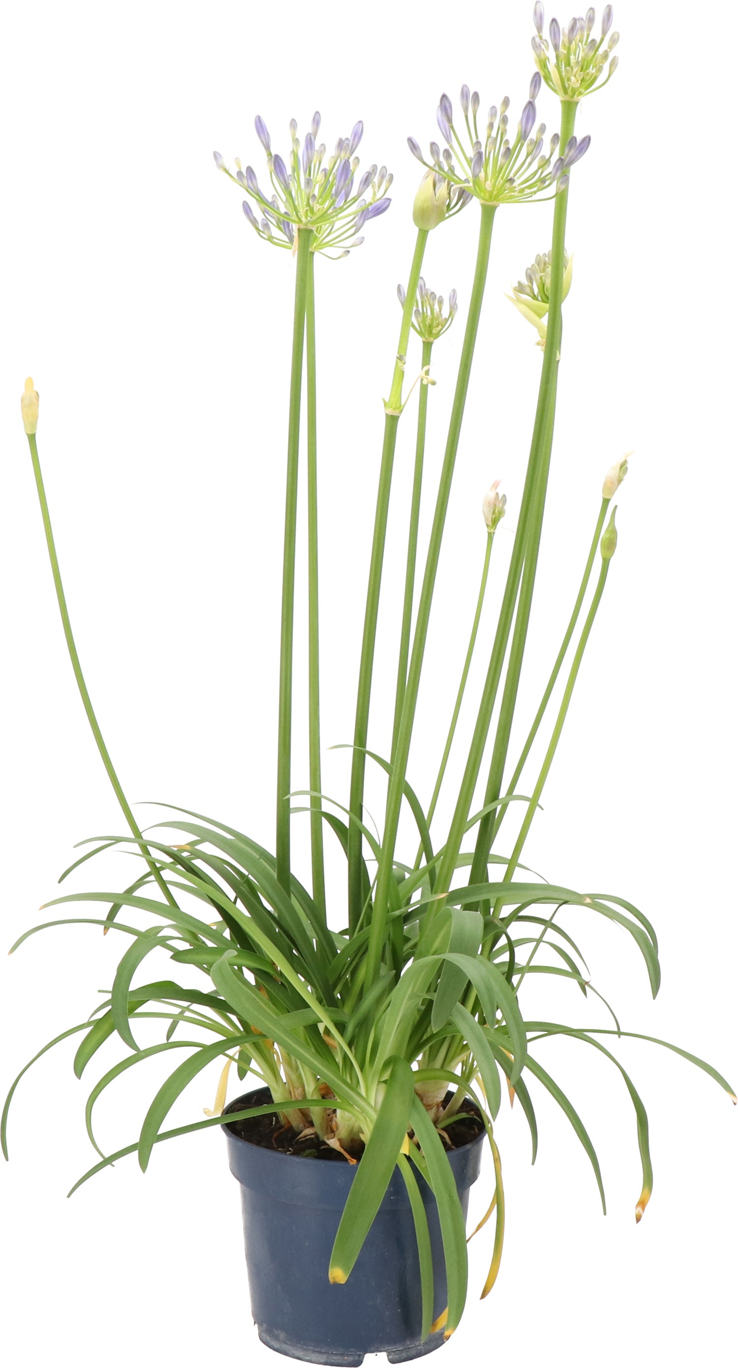 Afrikaanse Lelie (Agapanthus 'Blue Storm') H 10 cm