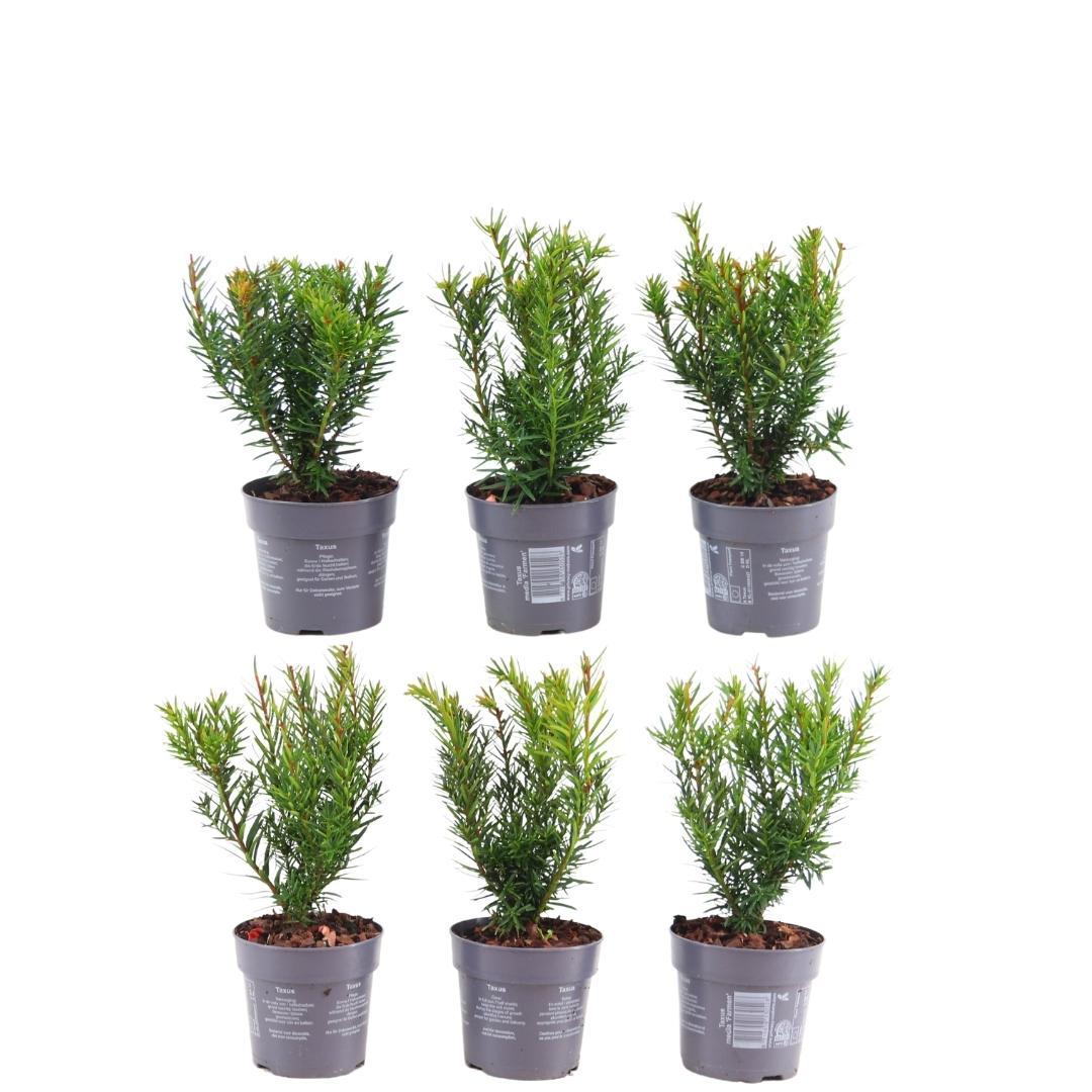 Taxus media farmen - lot de 6