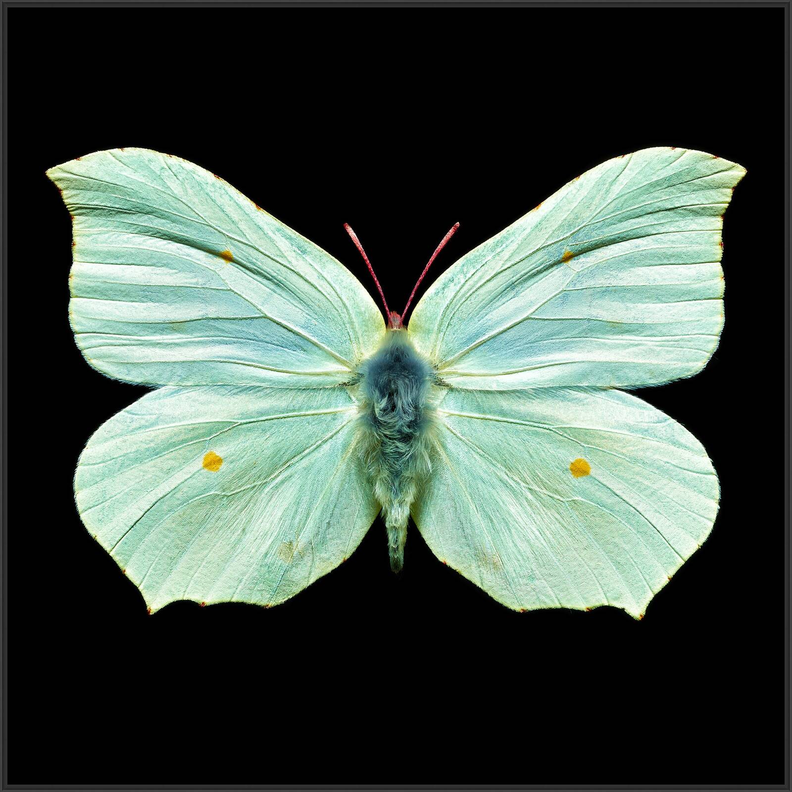 Butterfly V by Heiko Hellwig - Limited Edition. Edition of: 150. Signed.