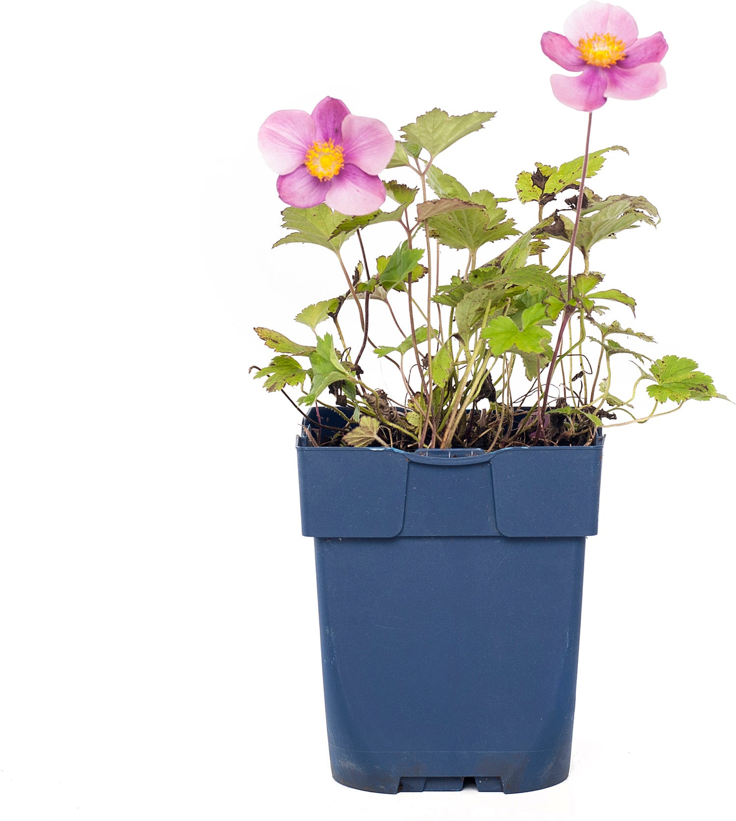 Herfstanemoon (Anemone hybrida 'Pamina') D 11 H 70 cm