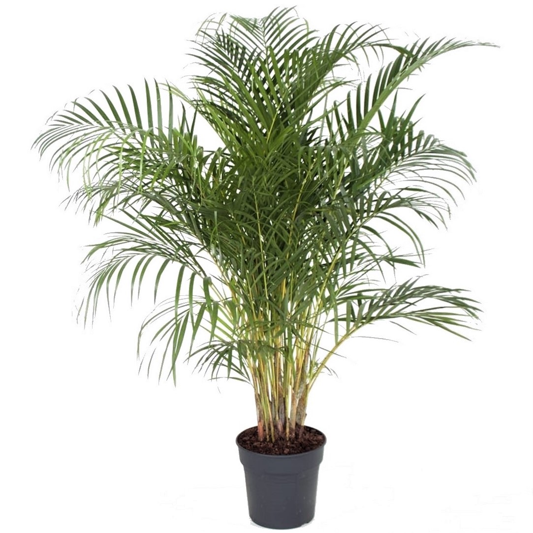 Dypsis lutescens - palmier doré xxl - pot 27cm - hauteur 140-150cm