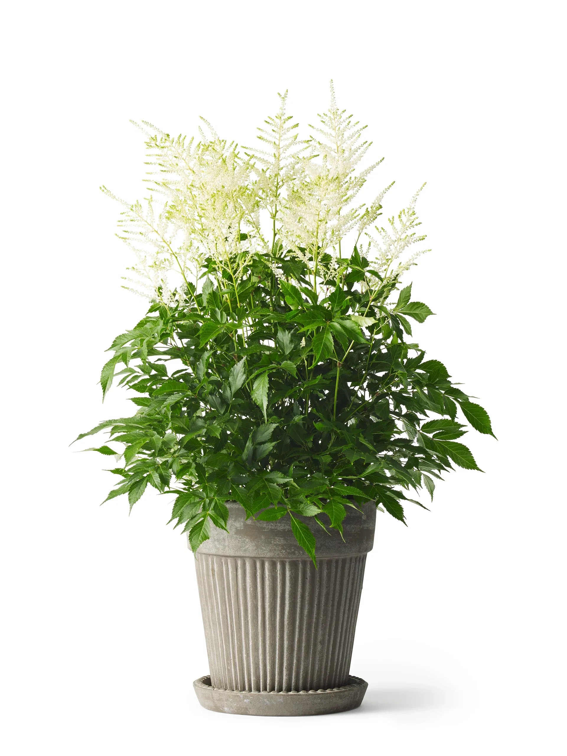 Astilbe White 17cm Arendspir hvit Ø17 cm
