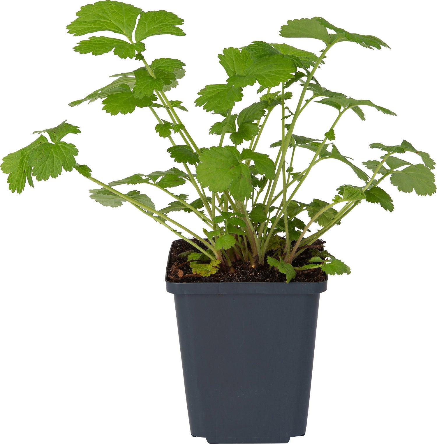 Knikkend Nagelkruid (Geum rivale) D 9 H 20 cm