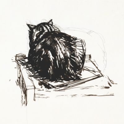 Study Of A Cat Card