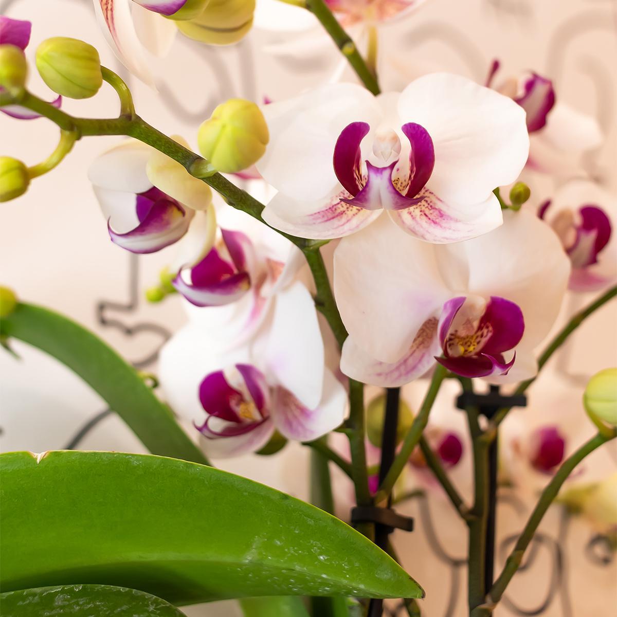 Orchidées colibris - orchidée phalaenopsis blanche - gibraltar minéral - taille du pot 9cm