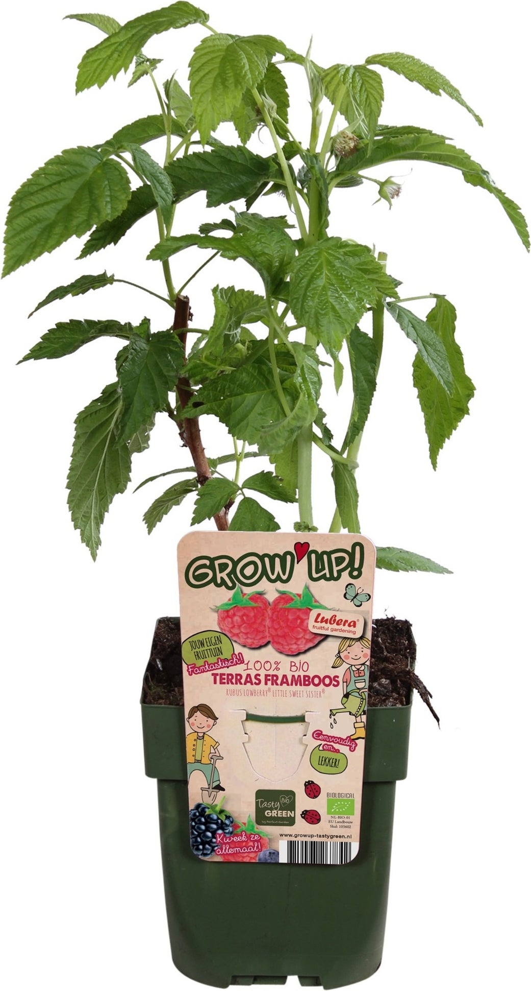 Dwergframboos (Rubus idaeus 'Little Sweet Sister') D 13 H 45 cm