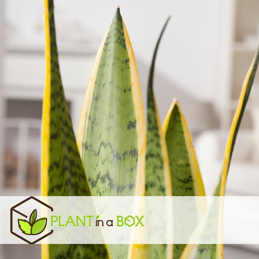 Sansevieria laurentii - plante d'intérieur facile - pot 17cm - hauteur 60-70cm