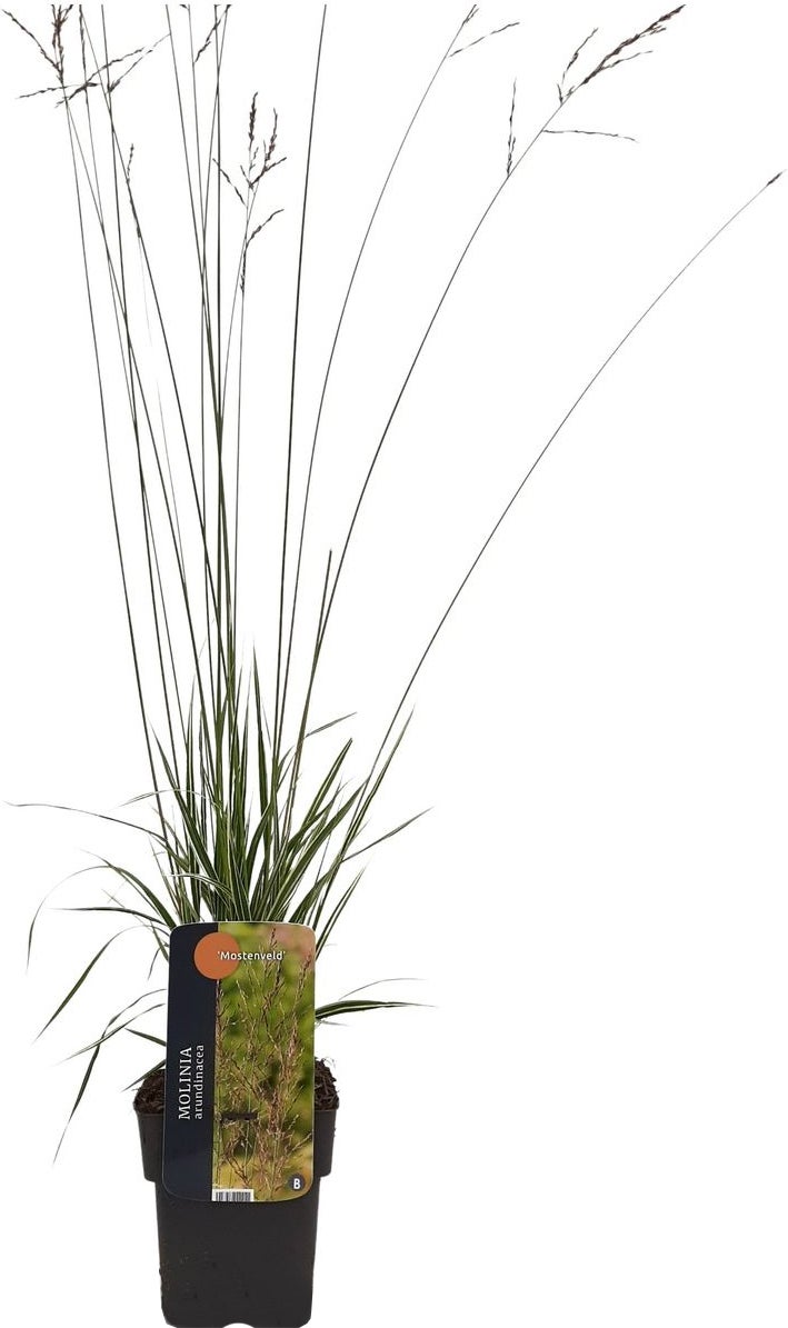 Pijpestrootje (Molinia arundinacea 'JS Mostenveld') D 17 H 10 cm
