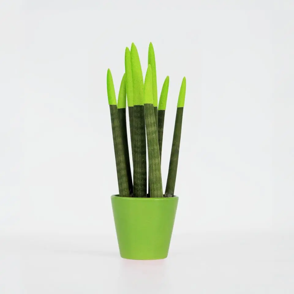 Afrikaanse Speerplant - Sansevieria cylindrica - Hoogte 20-40cm - Pot 9cm