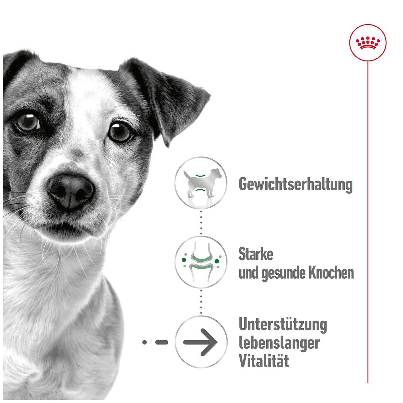 ROYAL CANIN Mini Ageing 12+ in Soße 12x85 g