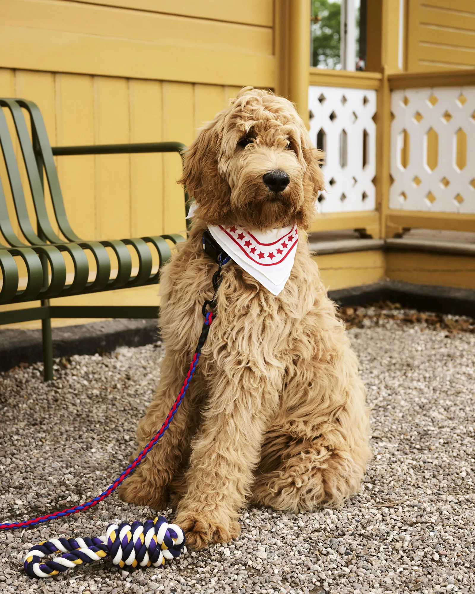 HAY HAY Dogs Scarf