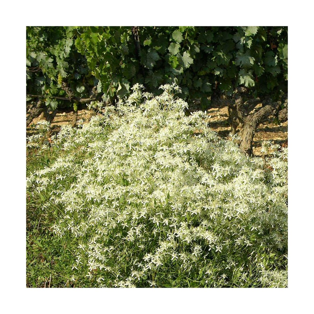 Clématite flammula/clematis flammula[-]pot de 1,5l - tuteur bambou 30/60 cm