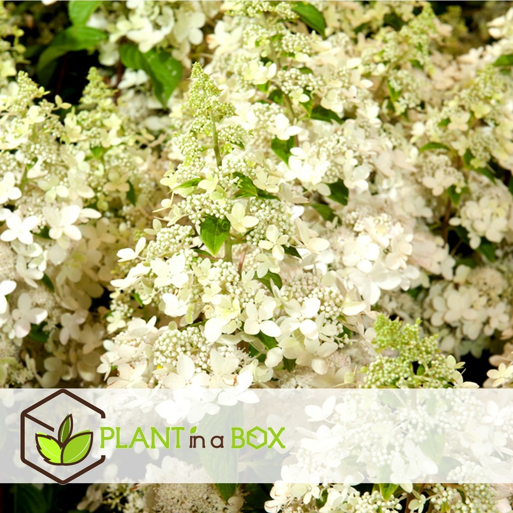 Hydrangea paniculata 'confetti' - hortensia - pot 19cm - hauteur 25-40cm