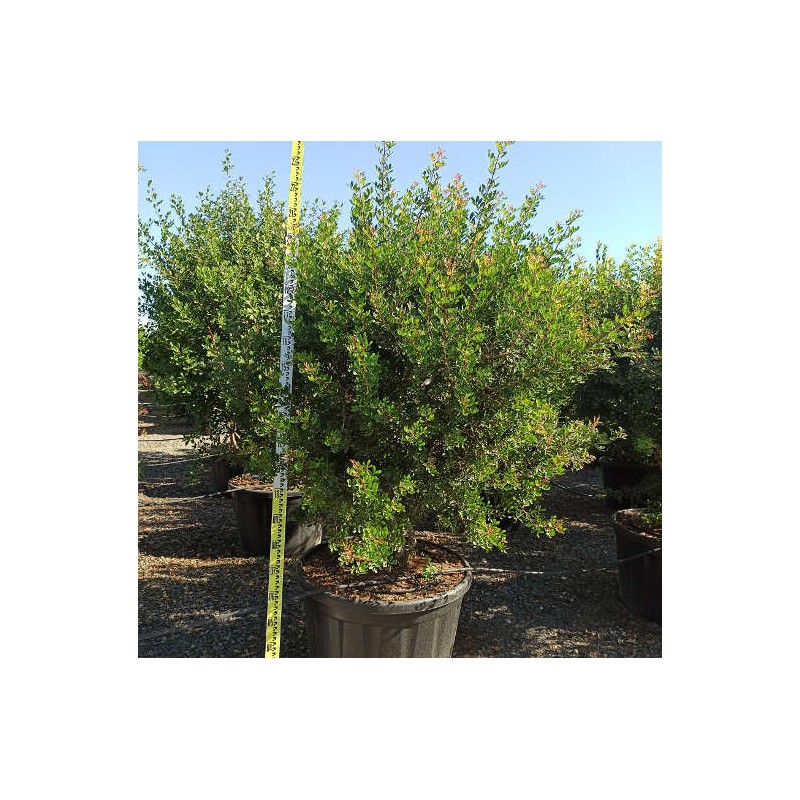 Pistacia lentiscus adulte (pistachier lentisque, arbre à mastic) vert - taille pot de 180l 150/175cm