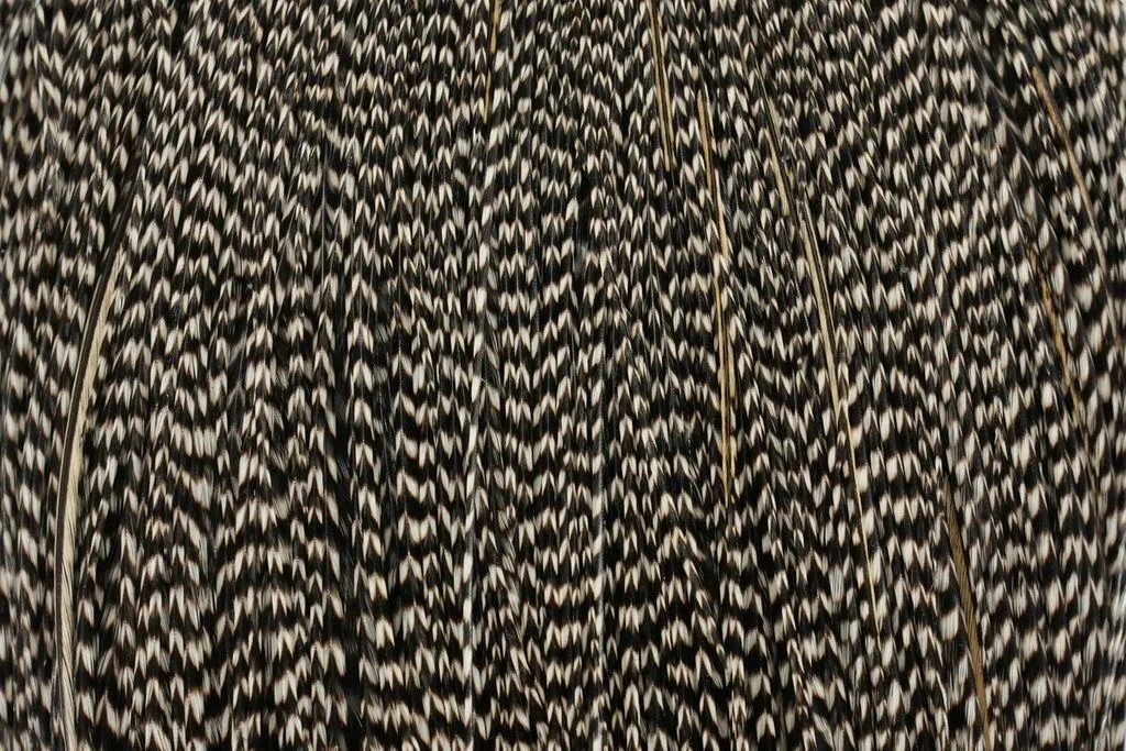 Whiting Bronze Cape