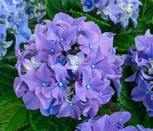 Midi Hortensie - Hydrangea macrophylla,