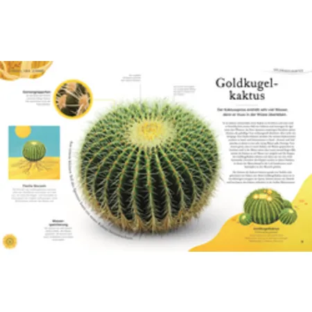 DK Verlag Große und kleine Schätze der Natur. Pflanzen