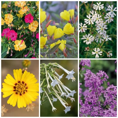 Blumensamen Abend- und Nachtdufter