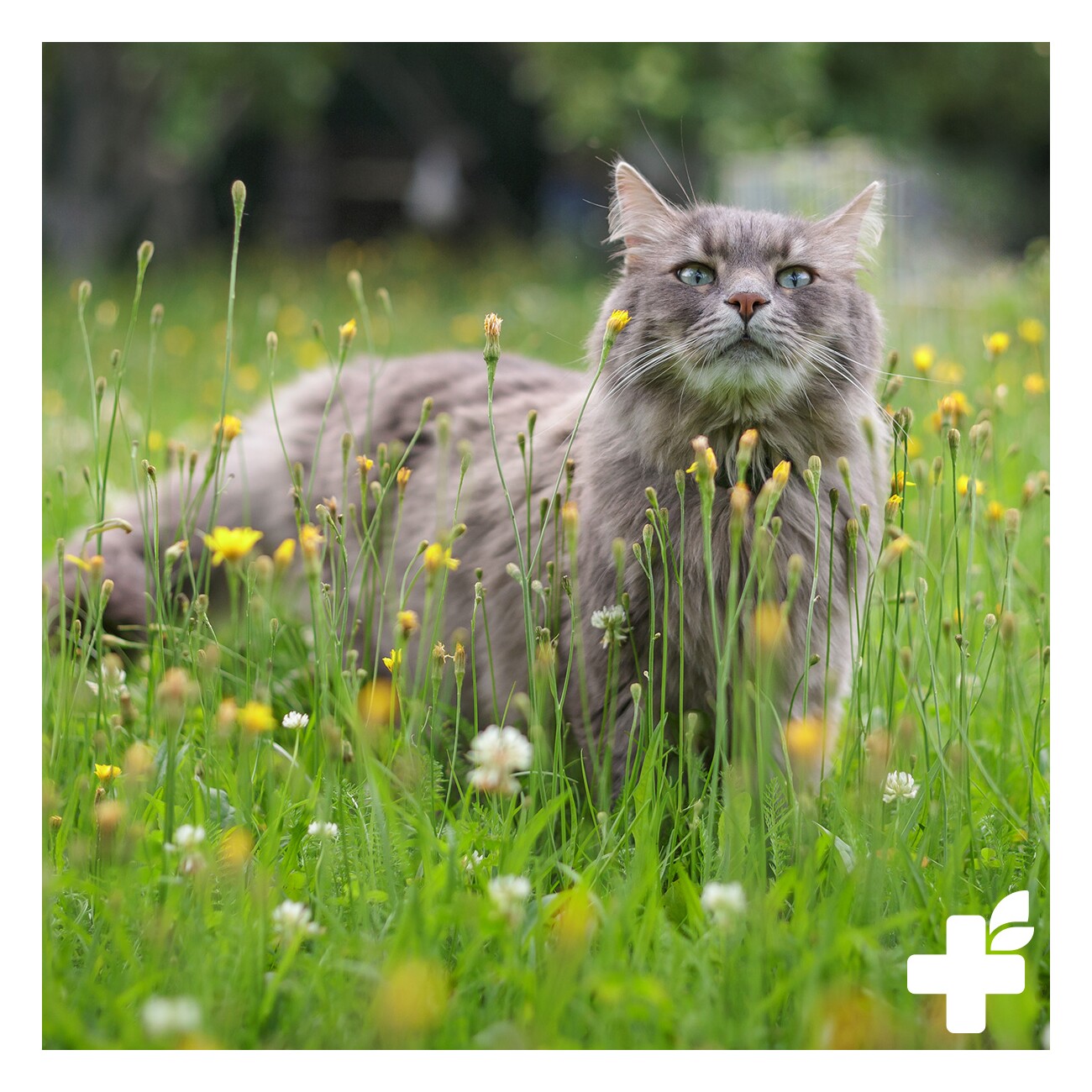 REAVET Bachblüten Globuli - Raufbold 10g