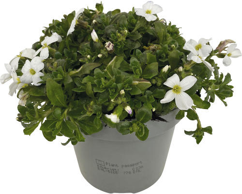 Vaste planten voor het voorjaar FloraSelf, diverse soorten, pot Ø 12 cm