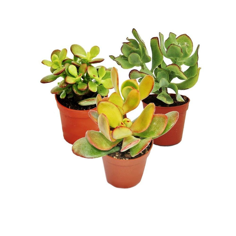 Set d'arbres d'argent, 3 espèces différentes de crassula en pot de 12cm