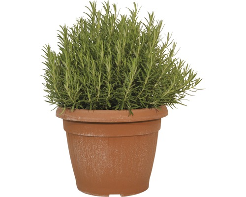 Rozemarijn FloraSelf Rosmarinus officinalis H 30-35 cm Ø 30 cm pot