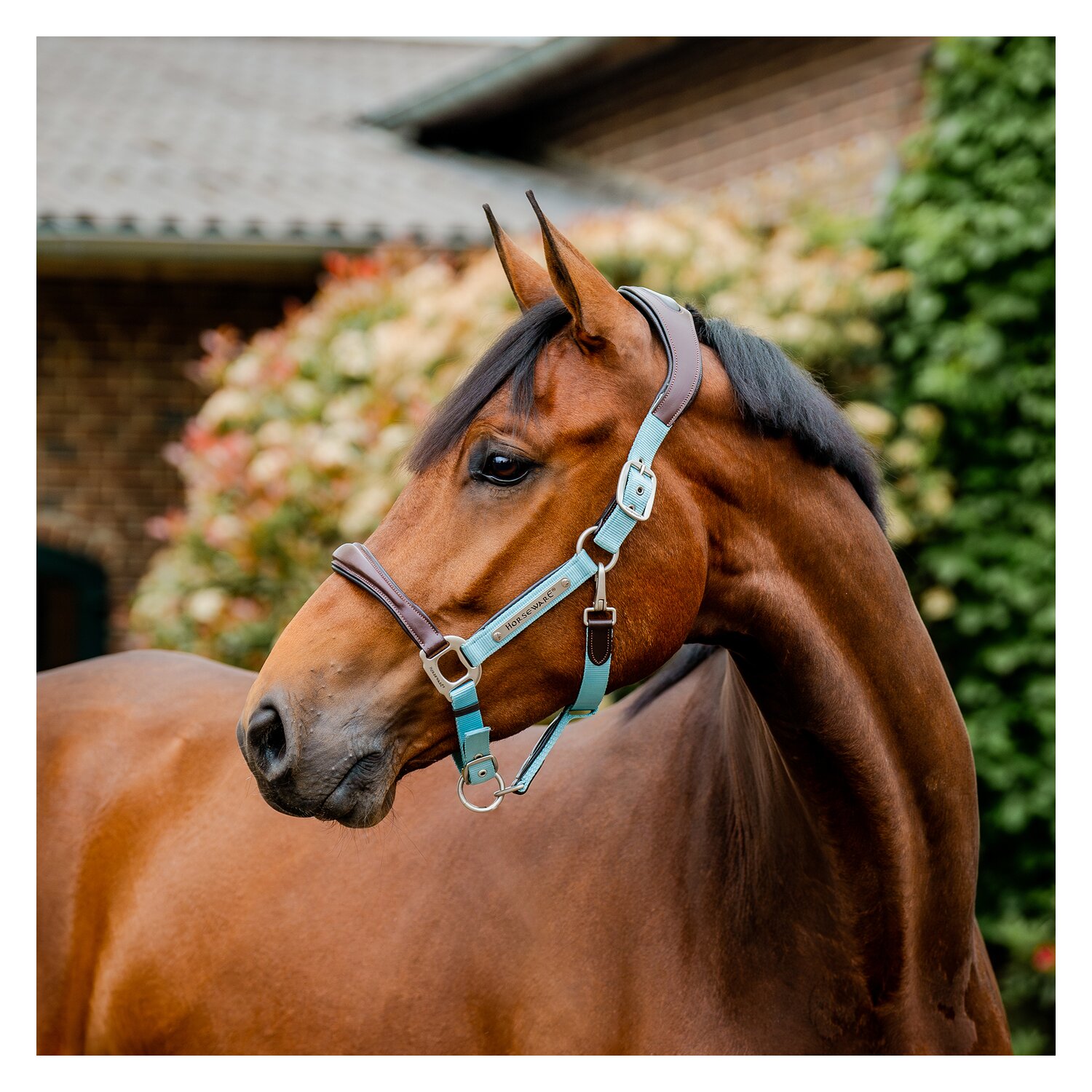 HORSEWARE Signature Halfter  - brown/blue haze