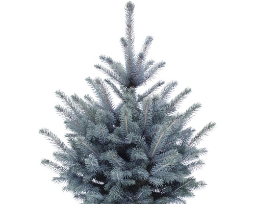 Blauwe spar, blauwe spar 'Baby blue' FloraSelf H 80-100 cm Co 5 L Mini kerstboom geschikt om te planten