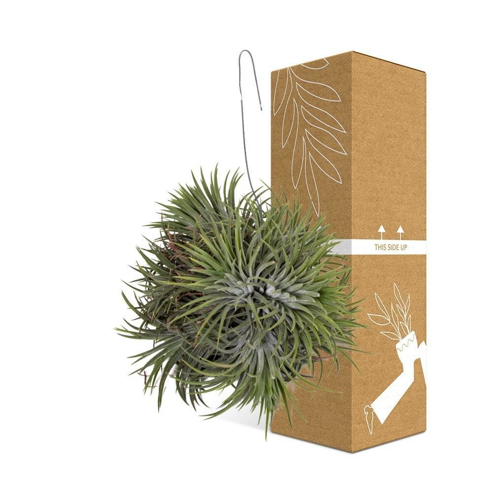 Plante d'intérieur - tillandsia ionantha abdita 20.0cm