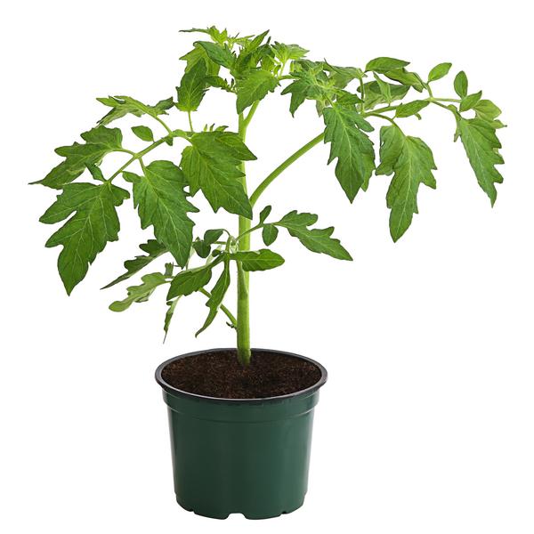 Bioland Buschtomate