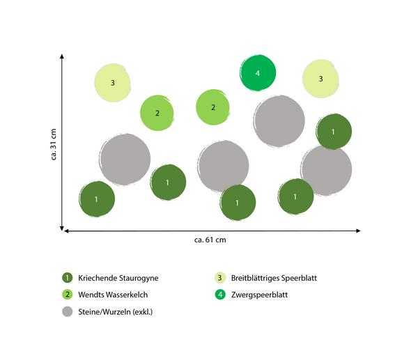 Dehner Aqua Premium Aquarienpflanzen-Set für