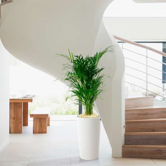 Aréca : H.100cm petit modèle pot