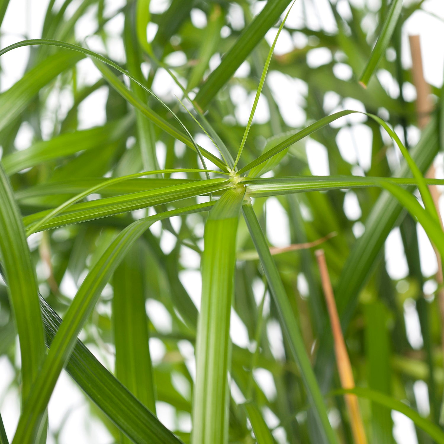 Parapluplant (Cyperus alternifolius) D 14 H 50 cm