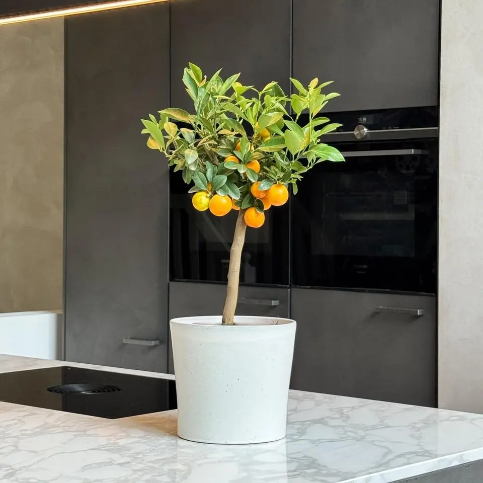 Sinaasappelboom - Citrus mitis 'Calamondin' - Hoogte 55-65cm - ⌀19cm