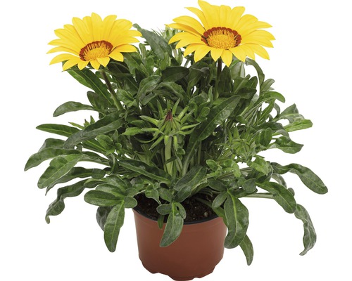 Halfheester Gazania, Midday Gold FloraSelf Gazania splendens Ø 10,5 cm pot