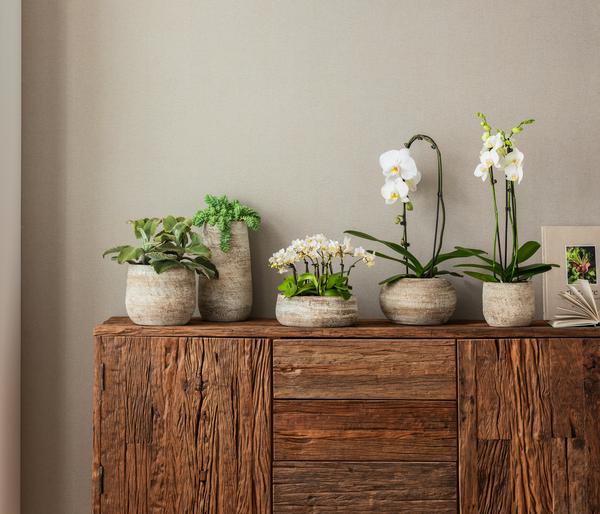 Schmetterlingsorchidee - Phalaenopsis