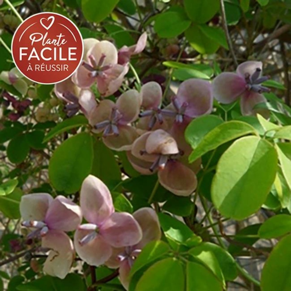 Akébie 'cream form' - akebia quinata 3l