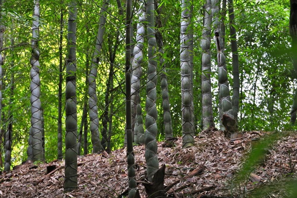 Jardin dans le sac - bambou moso - 20 graines - phyllostachys pubescens