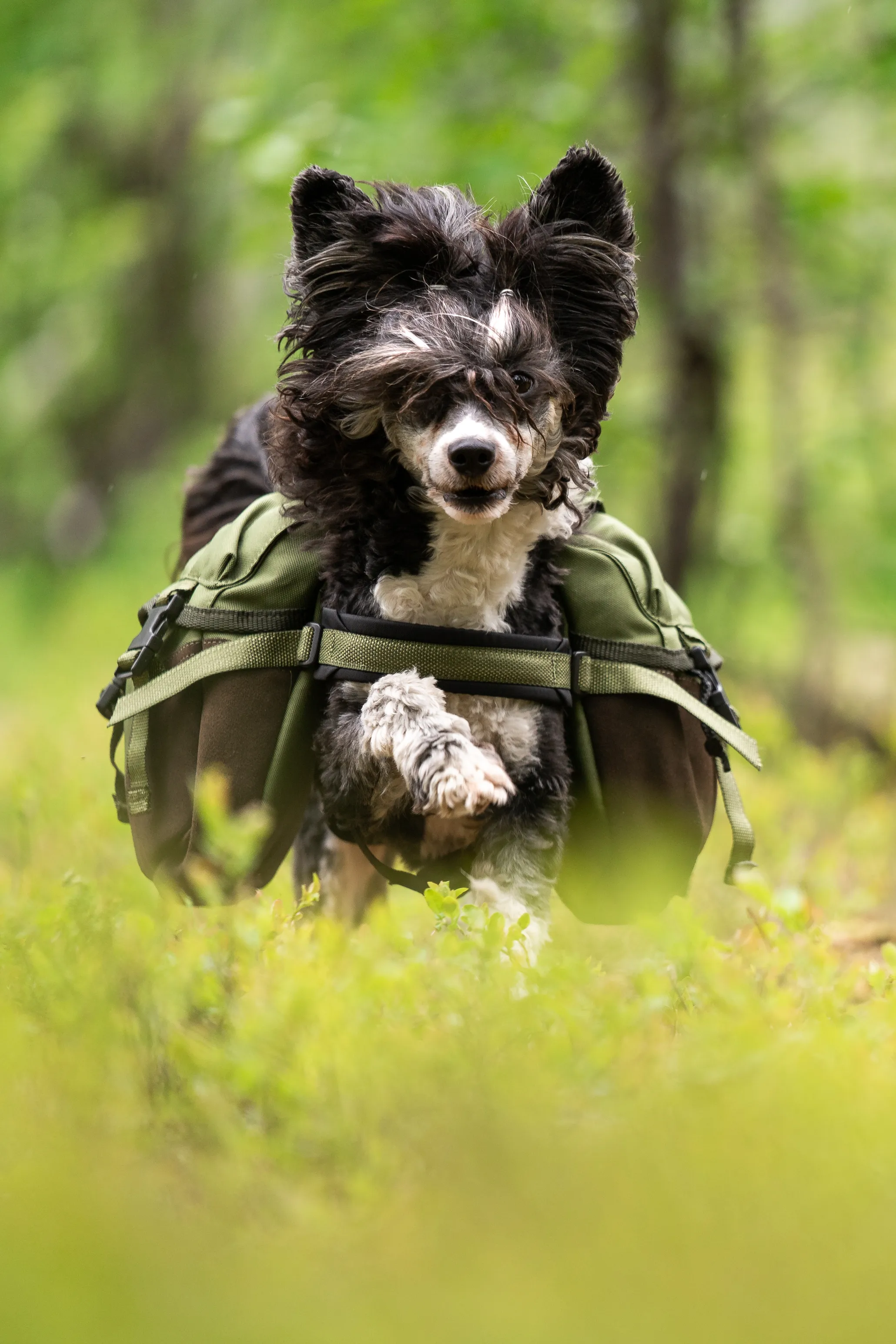 Seleverkstedet Togo hundekløv Grønn/brun Mini+