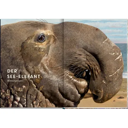 Coppenrath Verlag Lebensgroß - Tiere der Meere und Ozeane