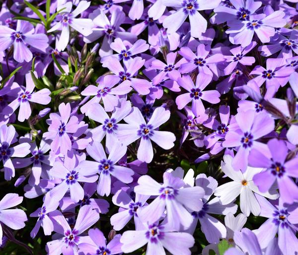 Bio Polster-Phlox 'Purple Beauty'