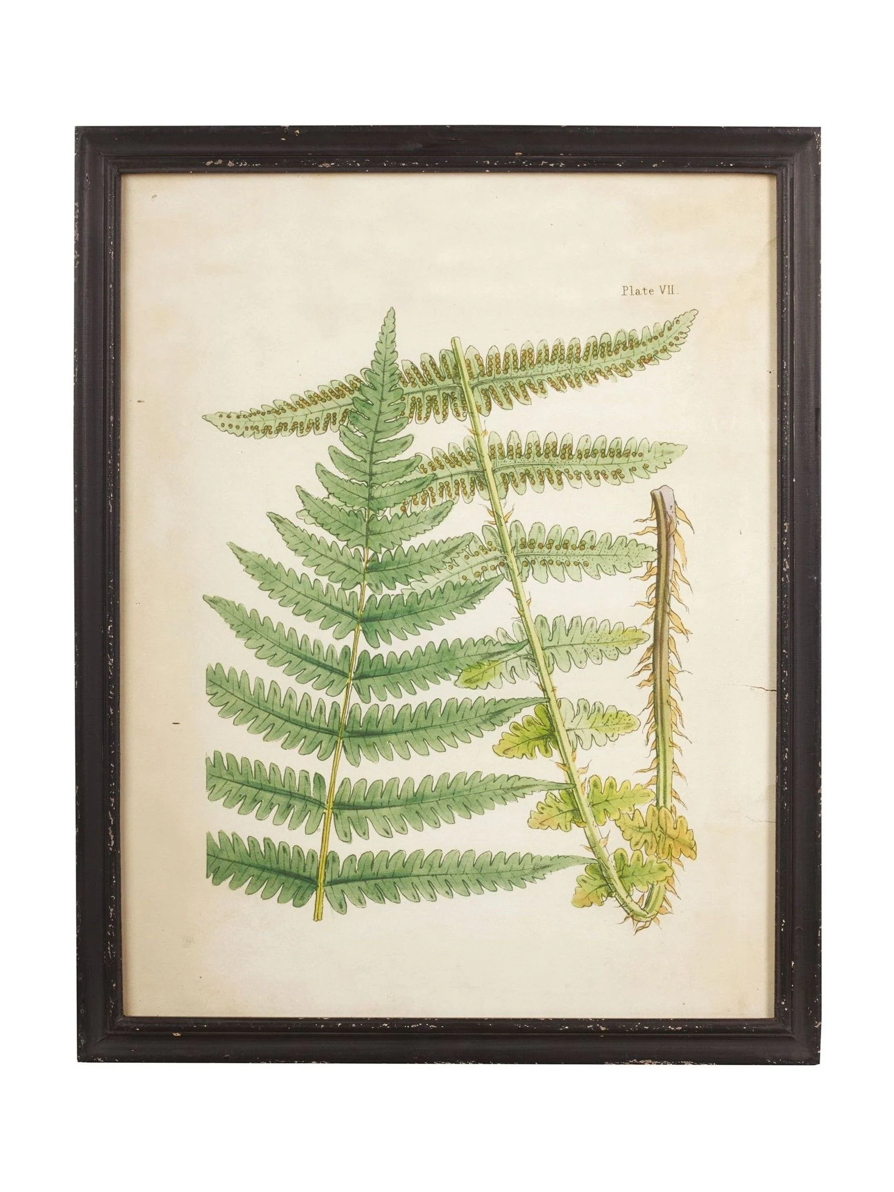 Oka Set of 8 Framed Botanical Prints