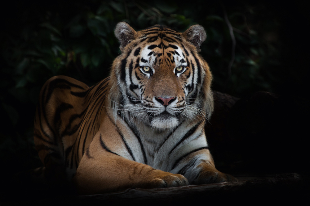 Akustikbild IMPOSANTER TIGER 80x120cm, 7kg